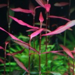 圣保罗水蓼-缩略图-1