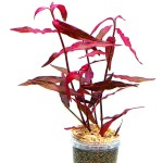 圣保罗水蓼-缩略图-2