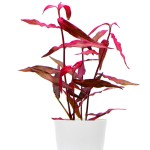 圣保罗水蓼-缩略图-3