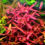 圣保罗水蓼-缩略图-4