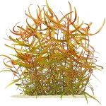 红水蓼-缩略图-1