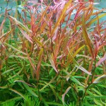 红水蓼-缩略图-2