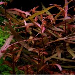 红水蓼-缩略图-3