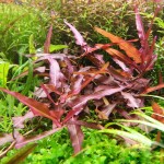 细叶雀翘-缩略图-1