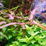 细叶雀翘-缩略图-2