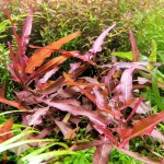 细叶雀翘-缩略图-3