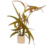 细叶雀翘-缩略图-4