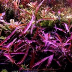 细叶雀翘-缩略图-5