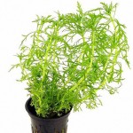 齿叶草-缩略图-1