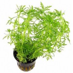 齿叶草-缩略图-2