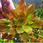 多毛水丁香-缩略图-1