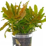 多毛水丁香-缩略图-2