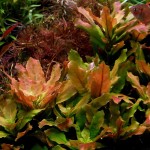 多毛水丁香-缩略图-3