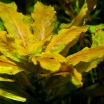 多毛水丁香-缩略图-4