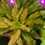 多毛水丁香-缩略图-5