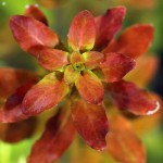 多毛水丁香-缩略图-6