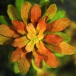 多毛水丁香-缩略图-7