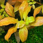 卵叶水丁香-缩略图-1