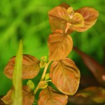 卵叶水丁香-缩略图-2