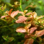 卵叶水丁香-缩略图-3