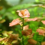 卵叶水丁香-缩略图-4