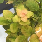 卵叶水丁香-缩略图-5