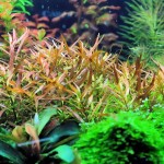 细叶水丁香-缩略图-1