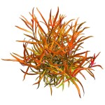 细叶水丁香-缩略图-2