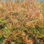 细叶水丁香-缩略图-3