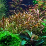 细叶水丁香-缩略图-4