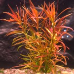 细叶水丁香-缩略图-5