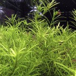 黄松尾-缩略图-2