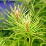 黄松尾-缩略图-3