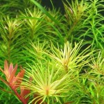 黄松尾-缩略图-4