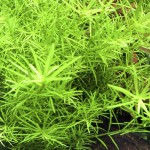 黄松尾-缩略图-5