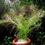 黄松尾-缩略图-6