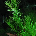 黄松尾-缩略图-7