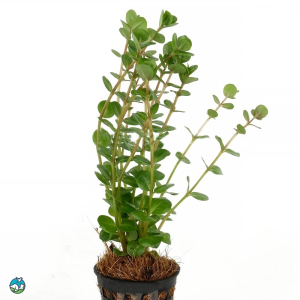 阿萨姆宫廷草-1