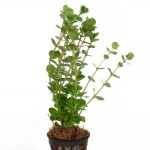 阿萨姆宫廷草-缩略图-1