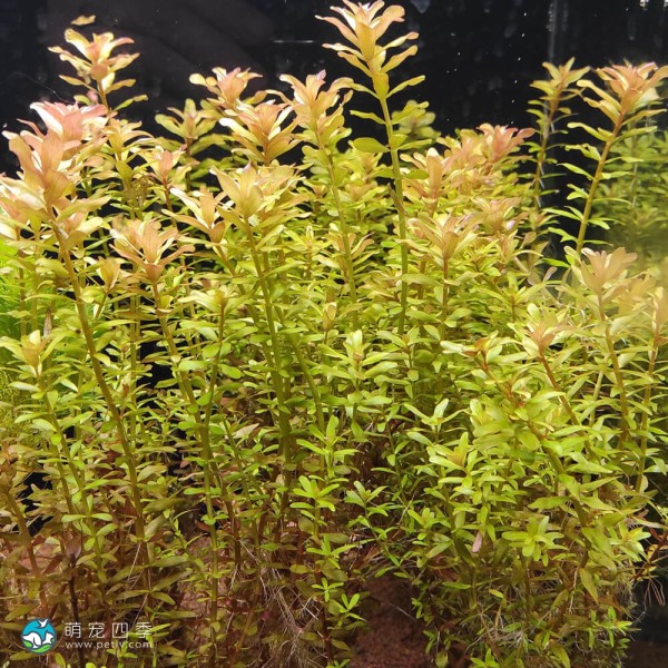 瓦亚纳德宫廷草-1