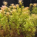 瓦亚纳德宫廷草-缩略图-1