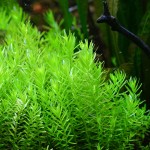 粉红宫廷-缩略图-1