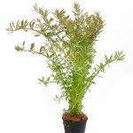 粉红宫廷-缩略图-2