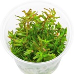 粉红宫廷-缩略图-3