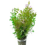 粉红宫廷-缩略图-4