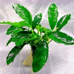 加蓬榕-缩略图-1