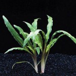 亚比椒草-缩略图-1