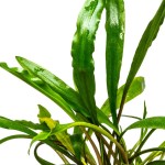 亚比椒草-缩略图-3