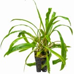 亚比椒草-缩略图-4