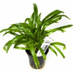 亚比椒草-缩略图-5